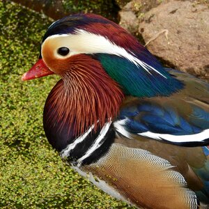 Vrubozobí an ornamental duck an ornamental bird