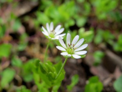20150406Stellaria_nemorum2