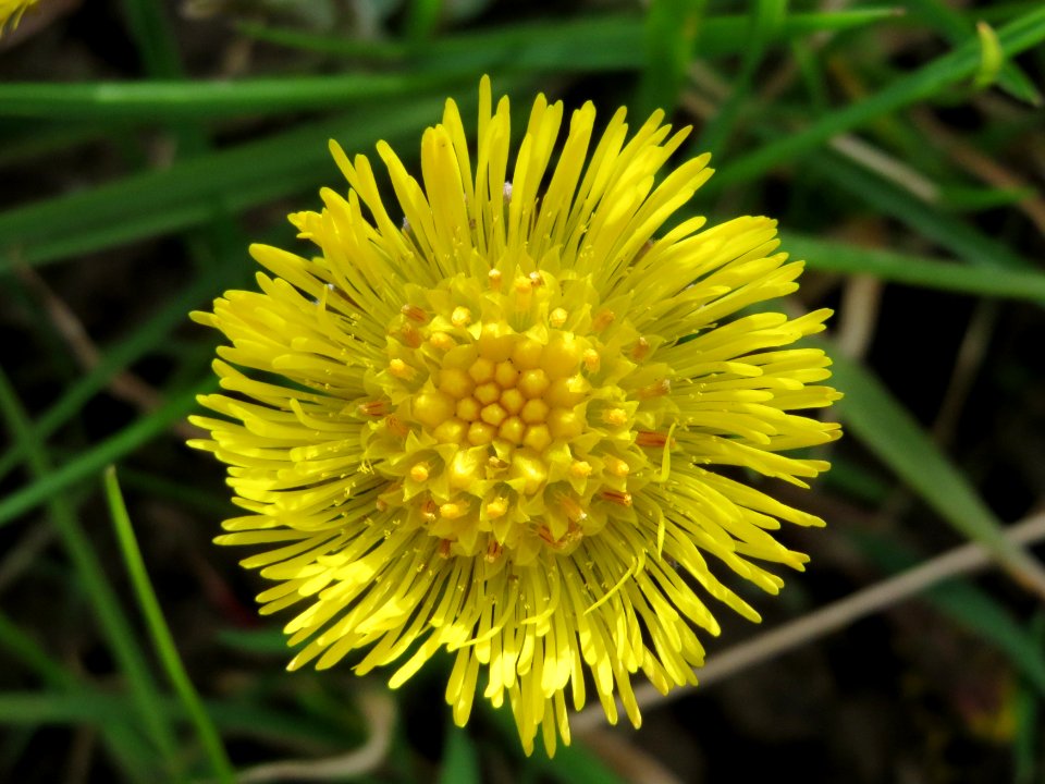 20150403Tussilago_farfara1