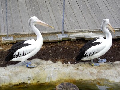 Pelican couple nature couple