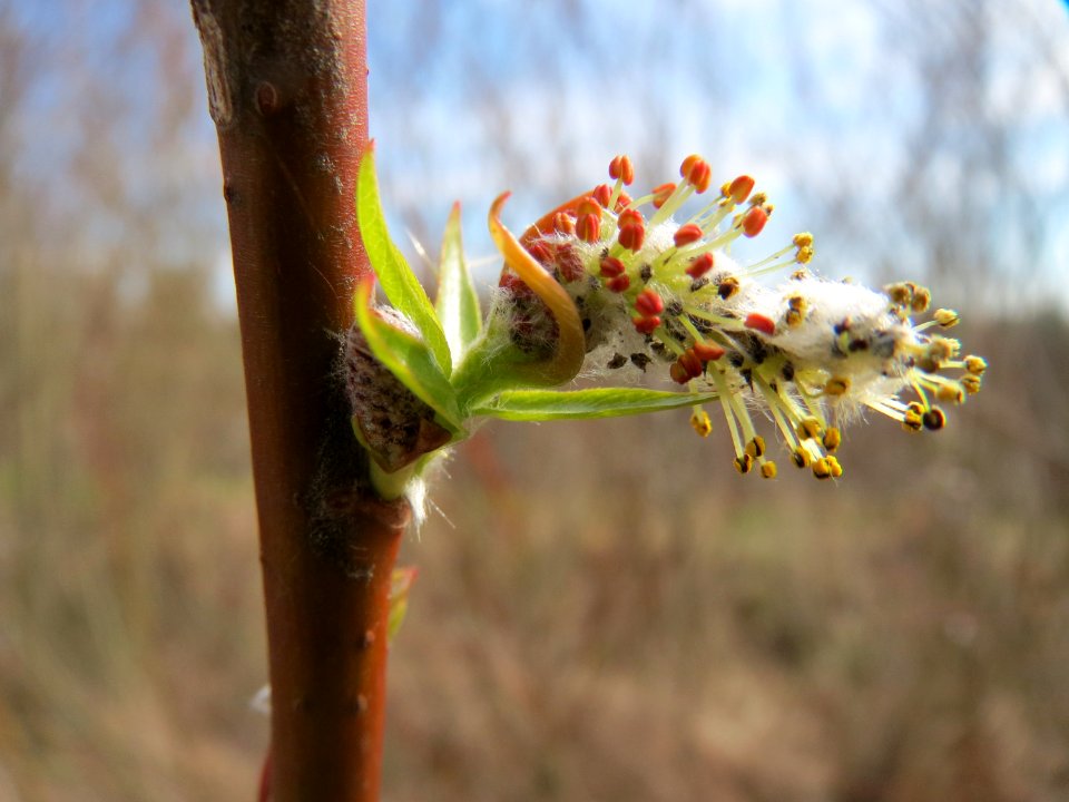 20150407Salix_purpurea4
