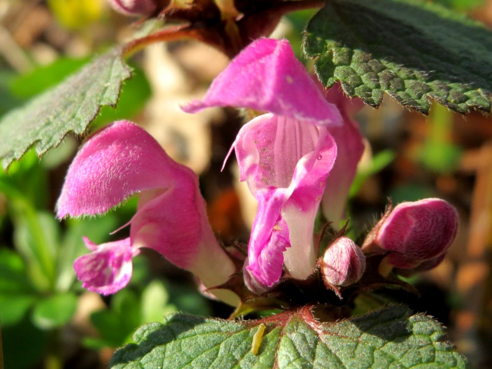 20150406Lamium_maculatum3