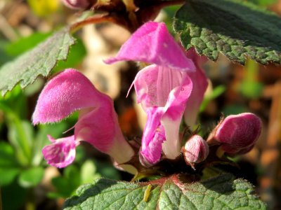 20150406Lamium_maculatum3