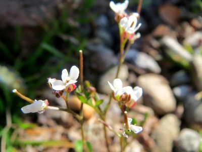 20150409Saxifraga_tridactylites7