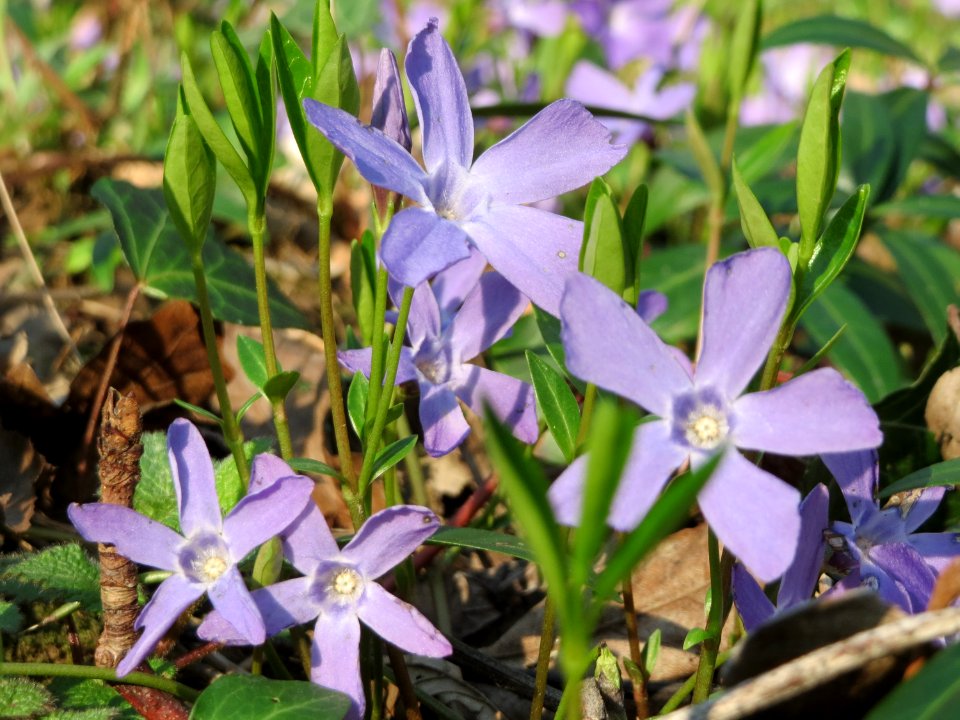 20150406Vinca_minor5