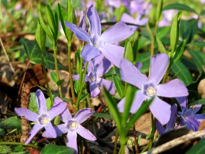 20150406Vinca_minor5