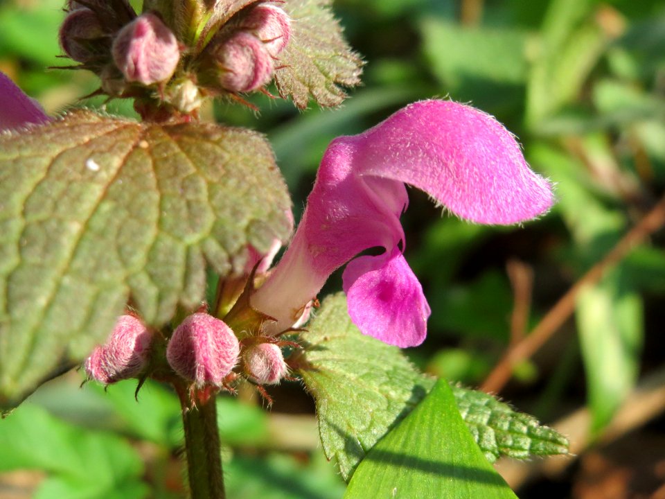 20150406Lamium_maculatum2