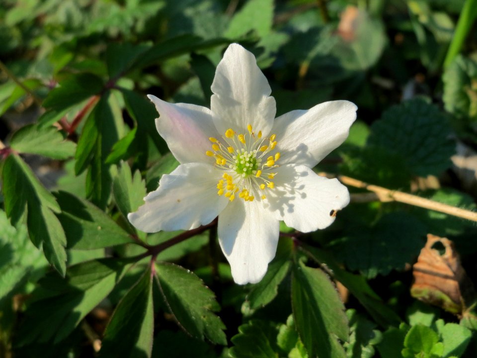 20150406Anemone_nemorosa5
