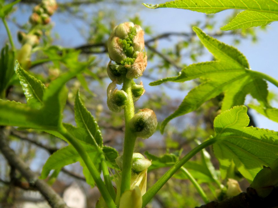 20140331Liquidambar_styraciflua