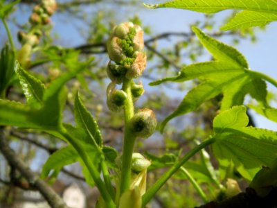20140331Liquidambar_styraciflua