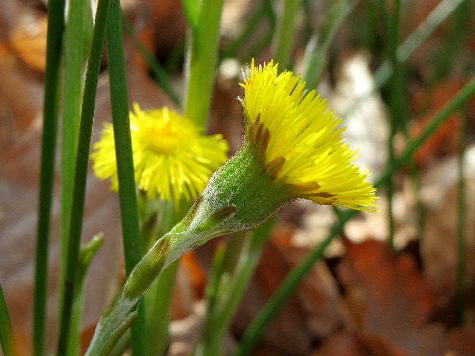 20140402Tussilago_farfara1