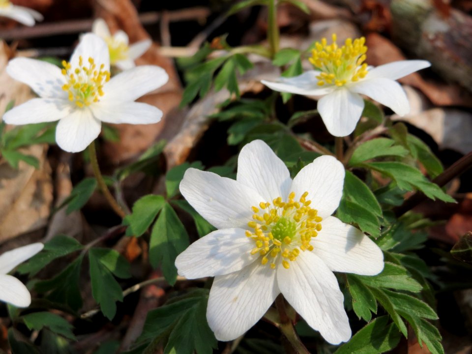 20150406Anemone_nemorosa1