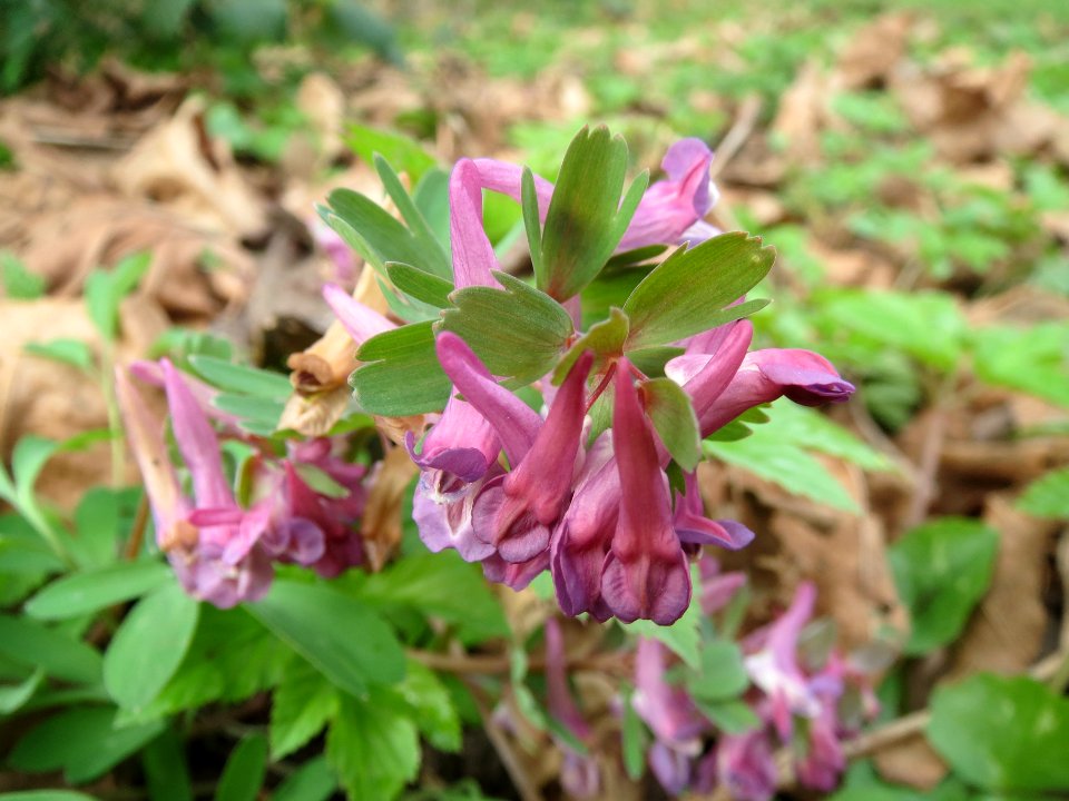 20140331Corydalis_solida2