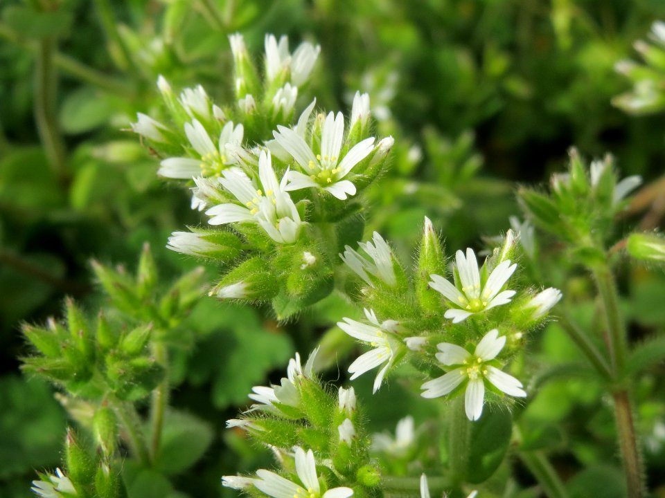 20140331Cerastium_glomeratum4