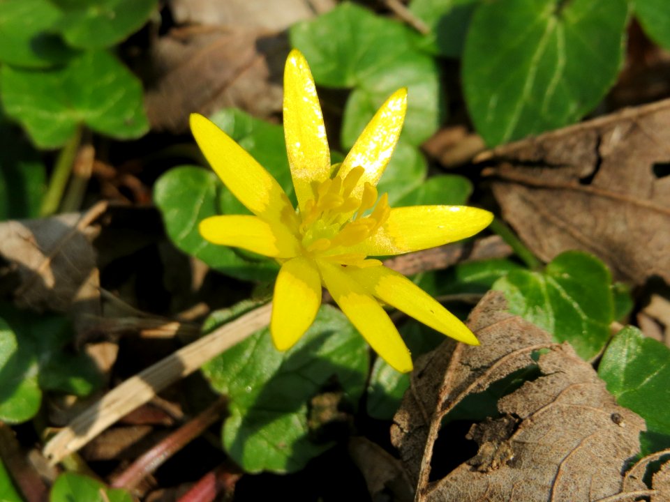 20150406Ficaria_verna1