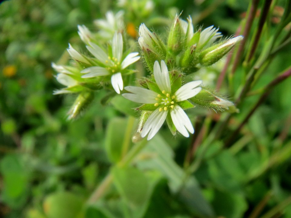 20140331Cerastium_glomeratum3