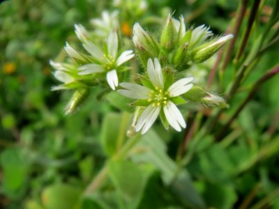 20140331Cerastium_glomeratum3