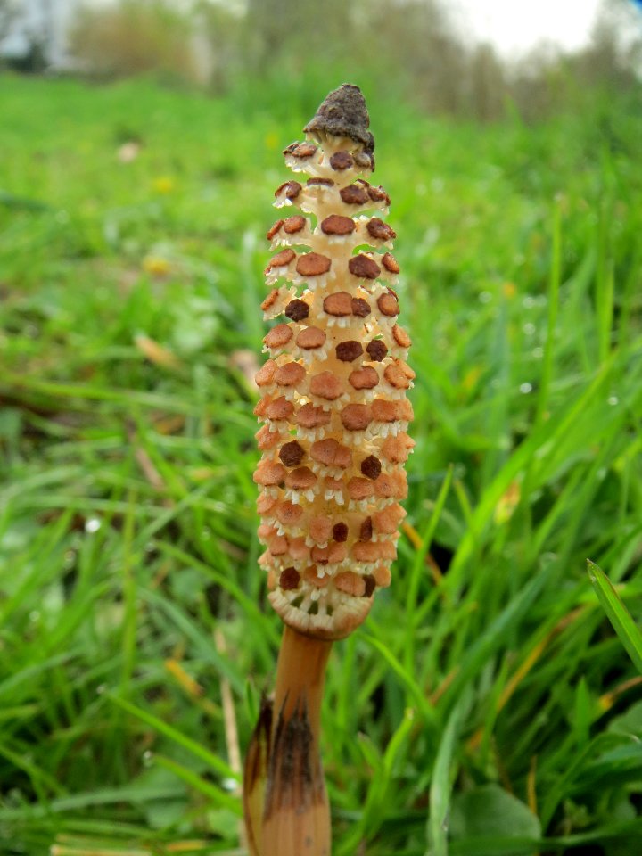 20140331Equisetum_arvense