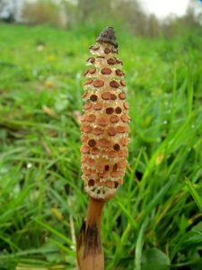 20140331Equisetum_arvense