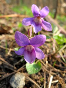 20150406Viola_reichenbachiana2