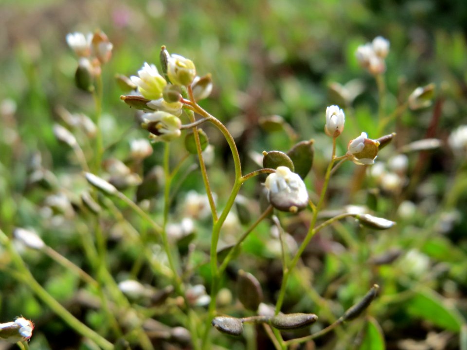 20150407Draba_verna2