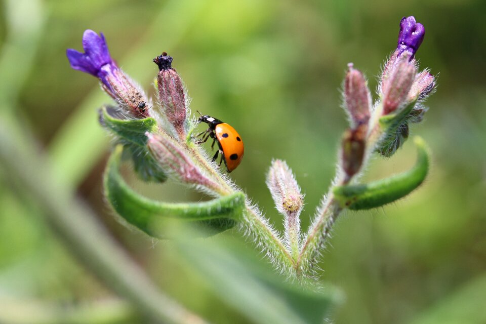 Nature plant polka dots