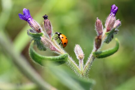 Nature plant polka dots
