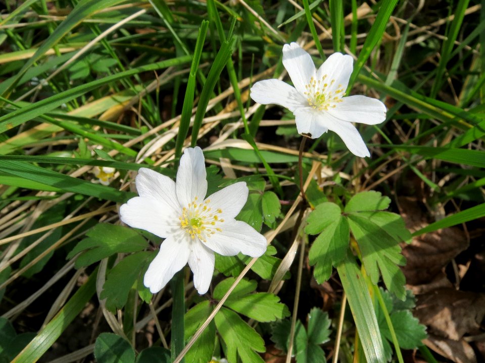 20140331Anemone_nemorosa