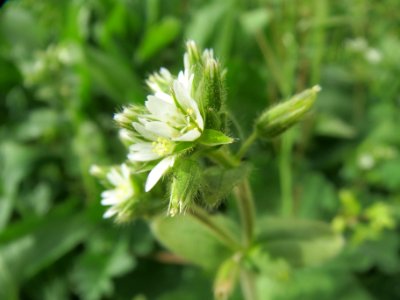 20140331Cerastium_glomeratum1