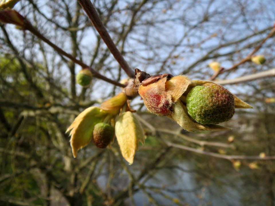 20140331Platane_Saarbruecken