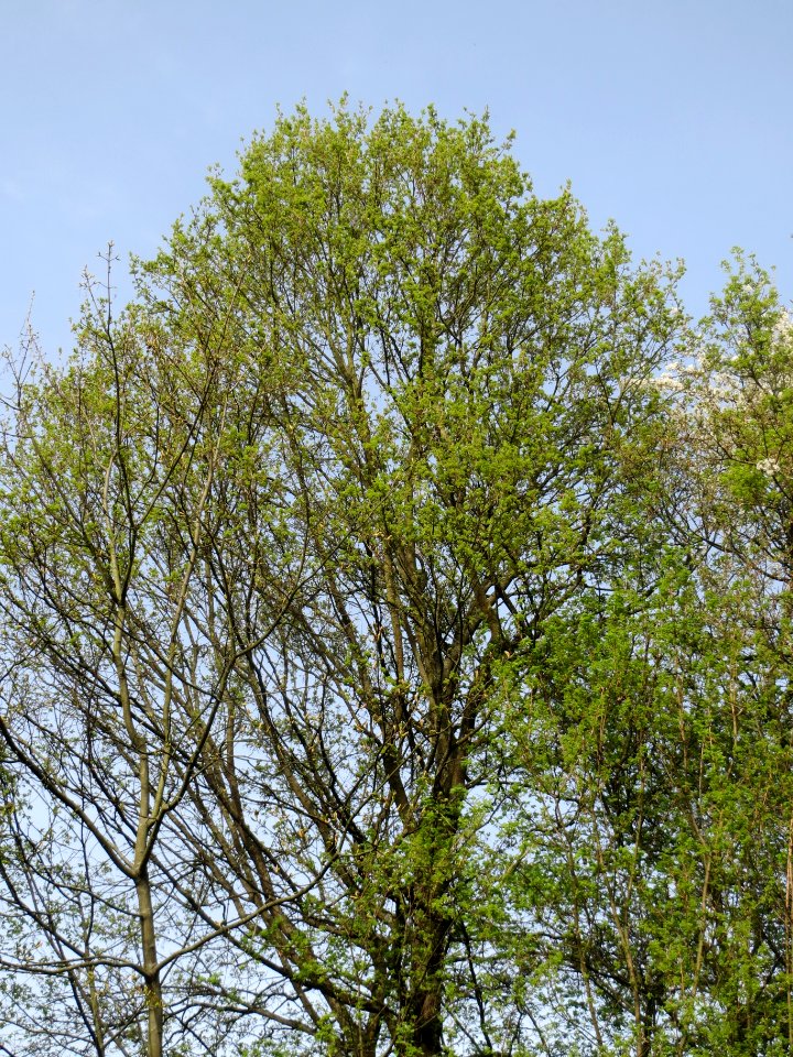 20140331Ulme_St_Arnual1