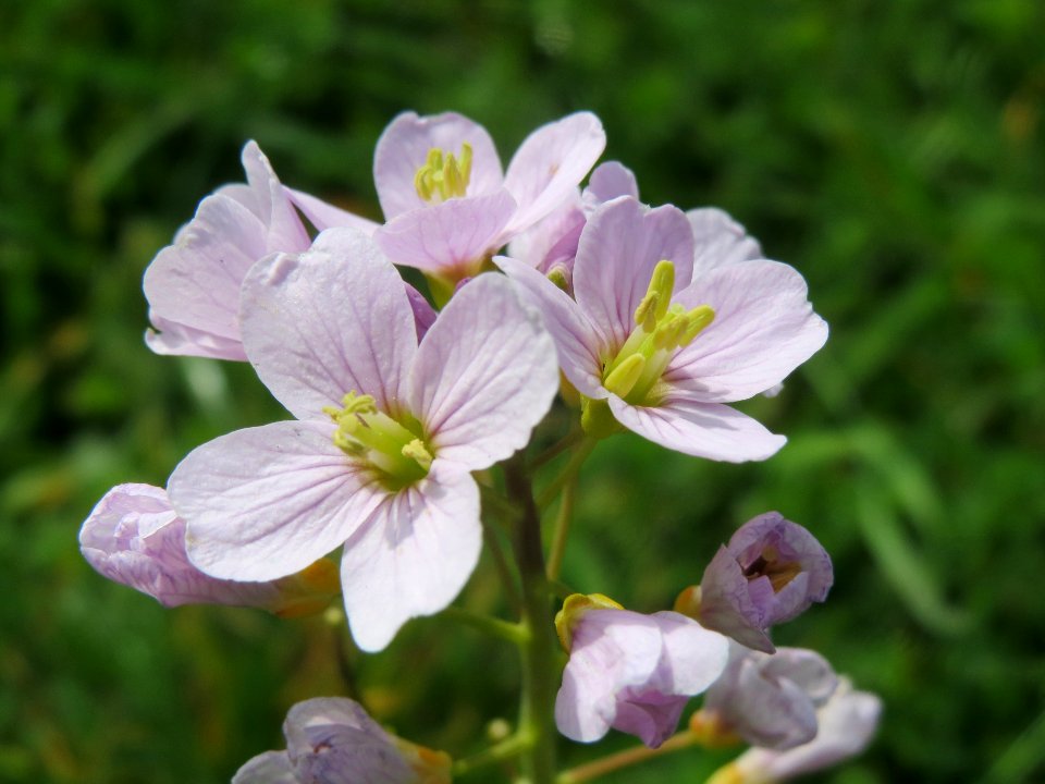 20140331Cardamine_pratensis3