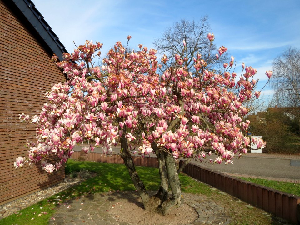 20150407Magnolia_x_soulangeana1