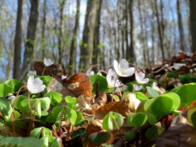 20140402Oxalis_acetosella1