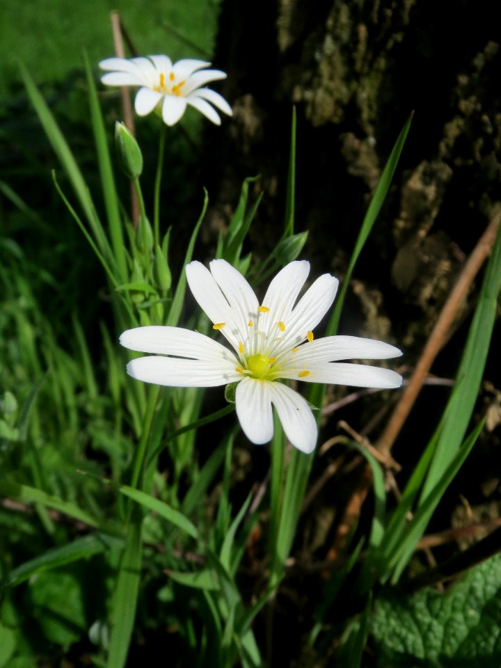 20140331Stellaria_holostea3