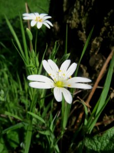 20140331Stellaria_holostea3