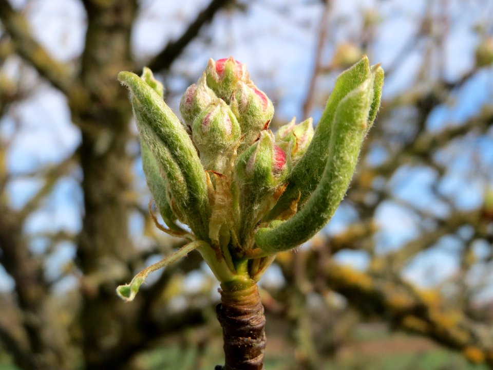 20150407Malus_domestica1