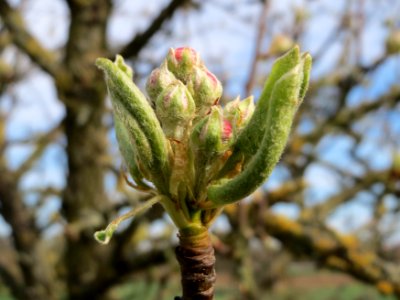 20150407Malus_domestica1