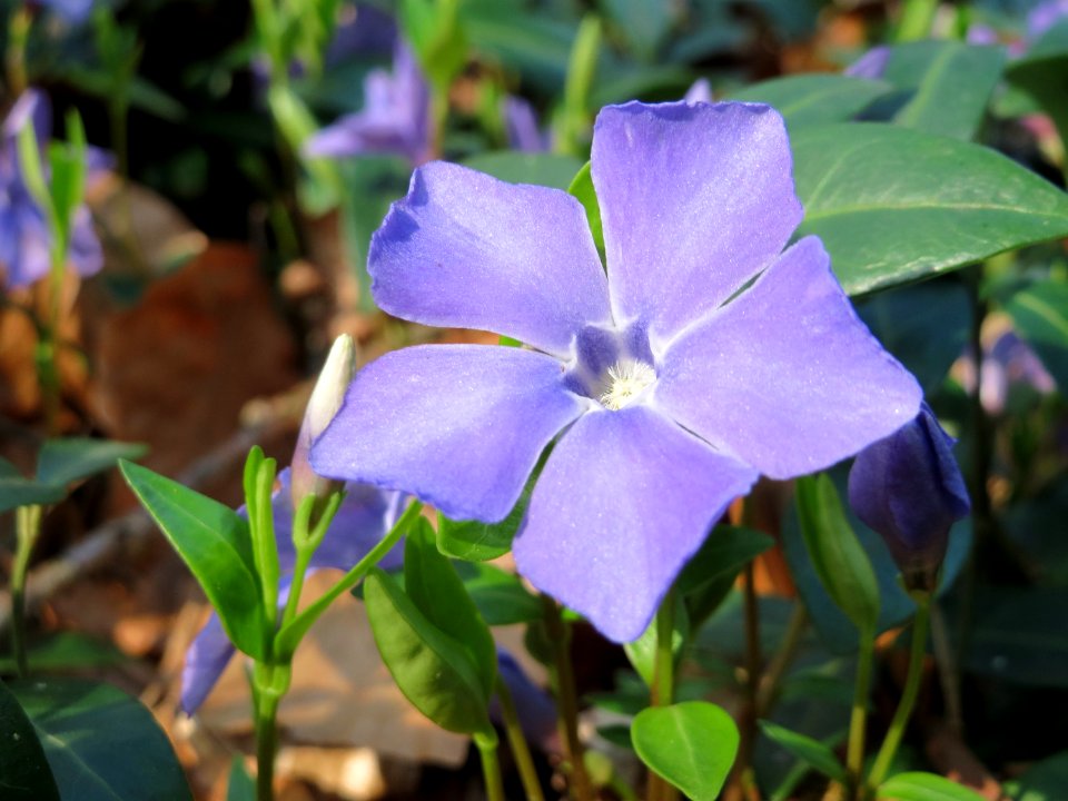 20150406Vinca_minor2