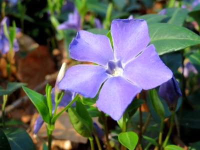 20150406Vinca_minor2