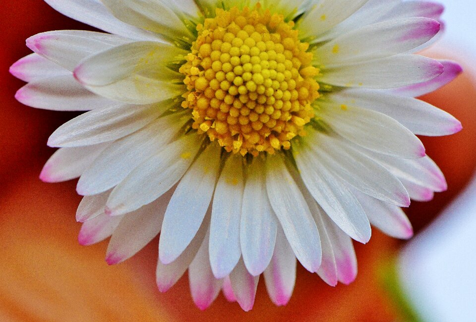 Spring flower meadow
