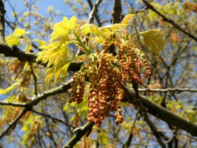 20140402Quercus_rubra2