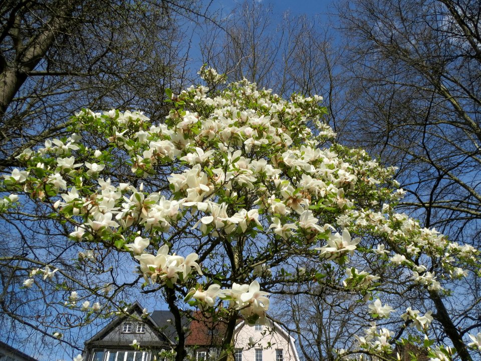 20140402Magnolie_Staden