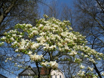 20140402Magnolie_Staden