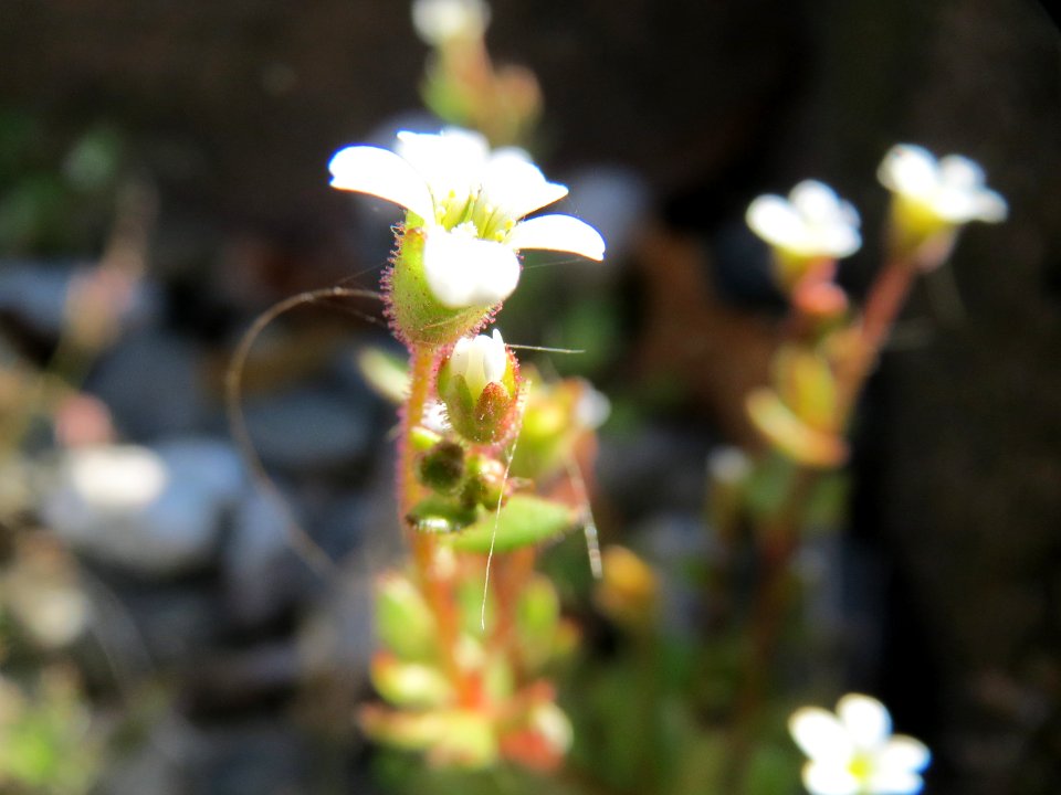 20150409Saxifraga_tridactylites5