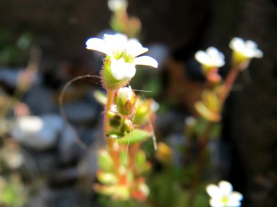 20150409Saxifraga_tridactylites5