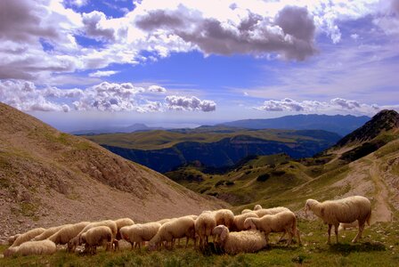 Animal clouds sheep photo