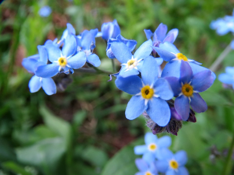 20140402Myosotis_sylvatica1