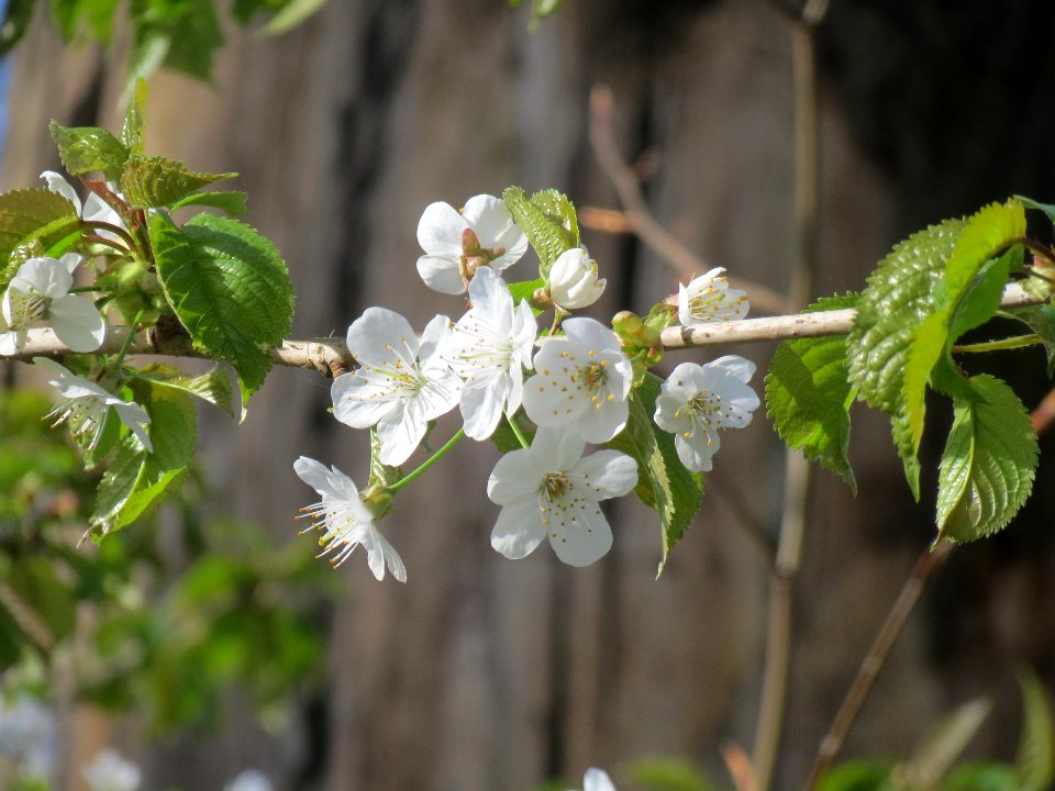 20140402Stiftswald_Sankt_Arnual07