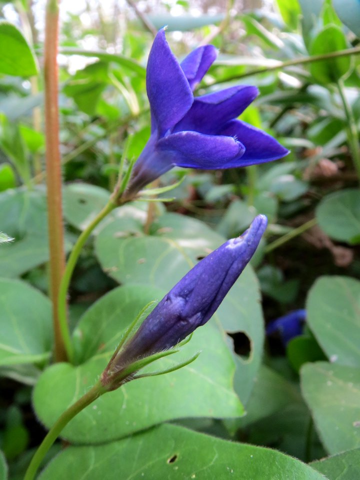 20140401Vinca_major5